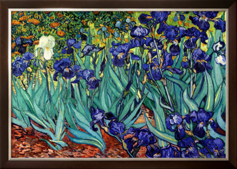 Irises, Saint - Remy - Vincent Van Gogh Paintings